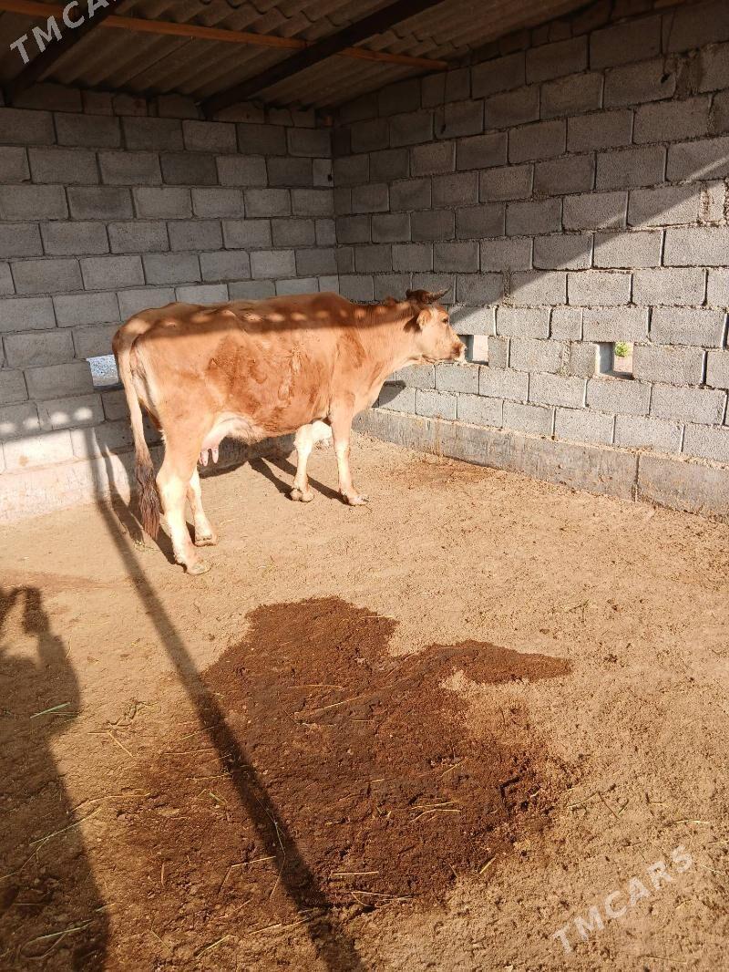 goleli sygyr - Бабадайхан - img 1