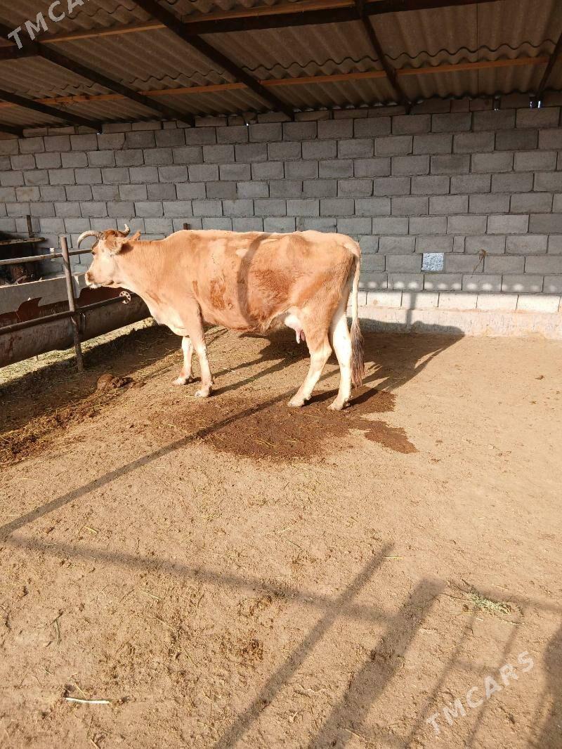 goleli sygyr - Babadaýhan - img 2