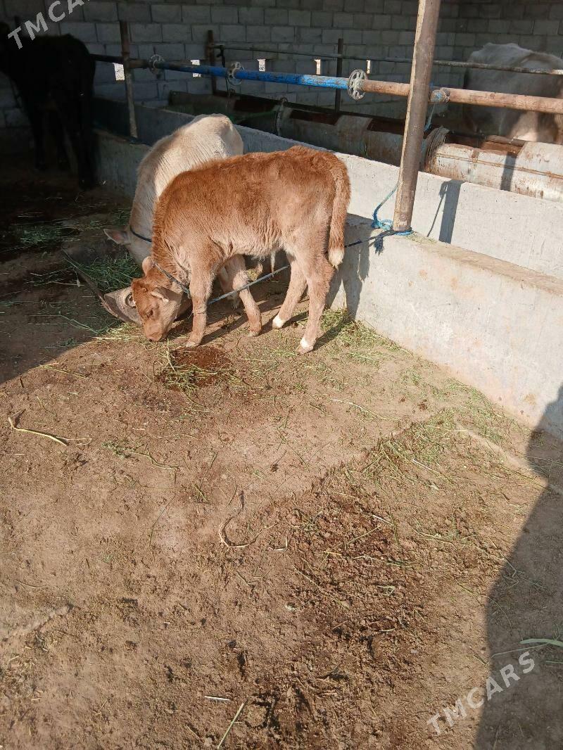 goleli sygyr - Babadaýhan - img 3