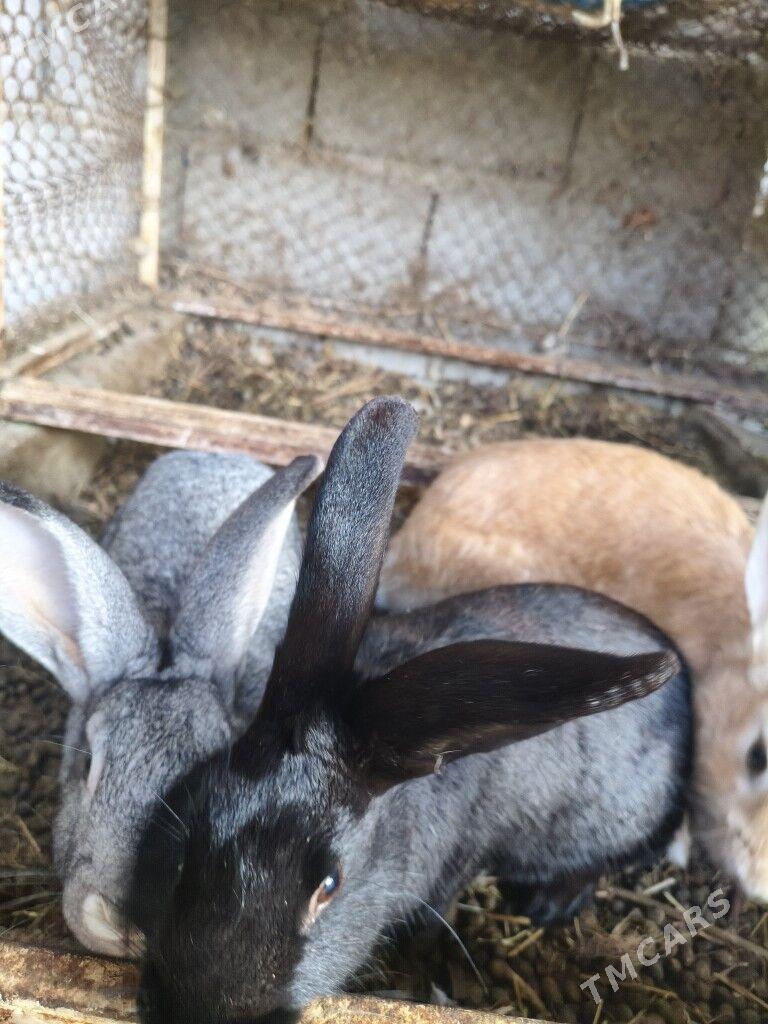 Towşan - Тязе заман - img 4