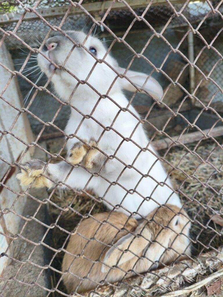 Towşan - Тязе заман - img 5