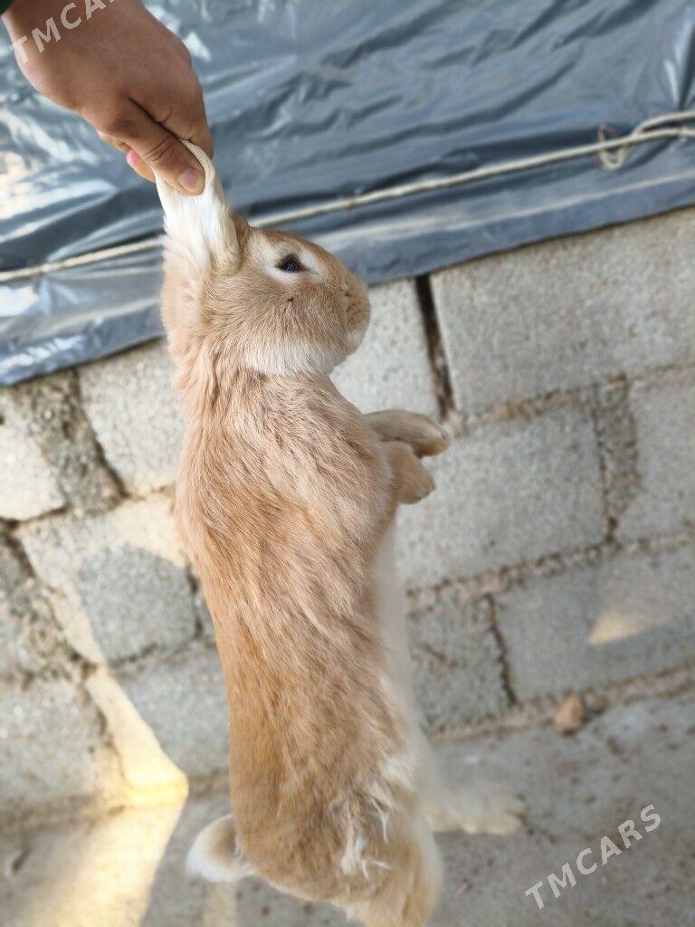 Towşan - Тязе заман - img 2