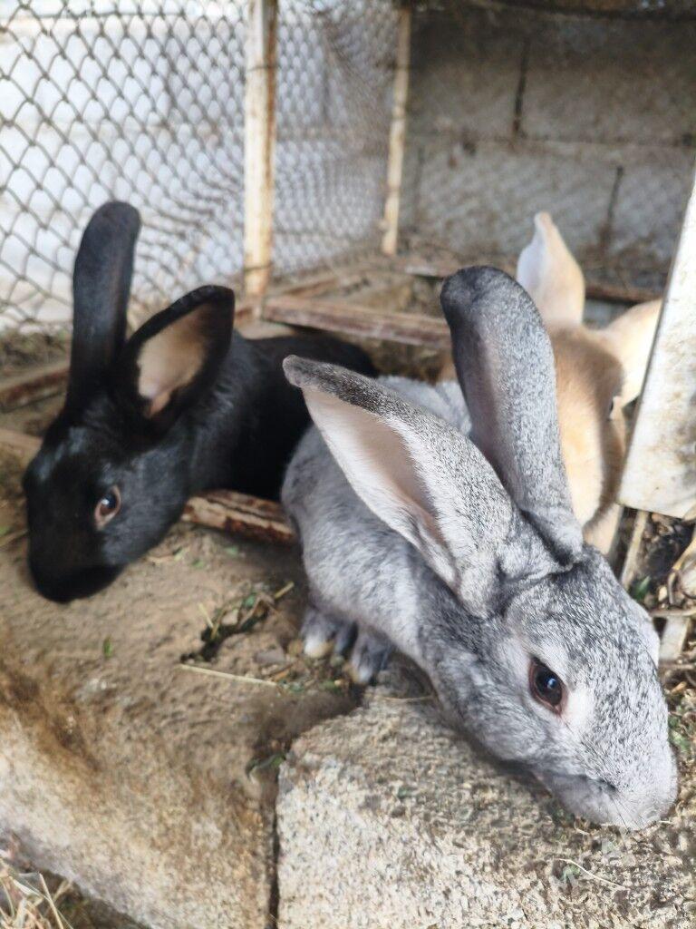 Towşan - Тязе заман - img 3