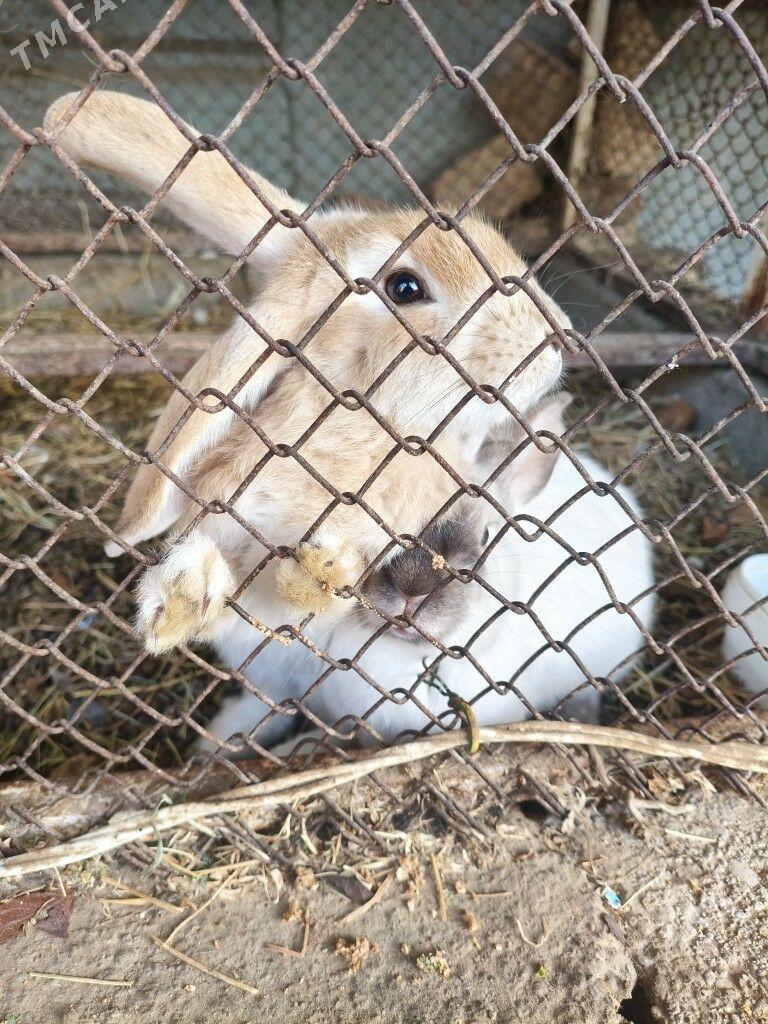 Towşan - Тязе заман - img 6