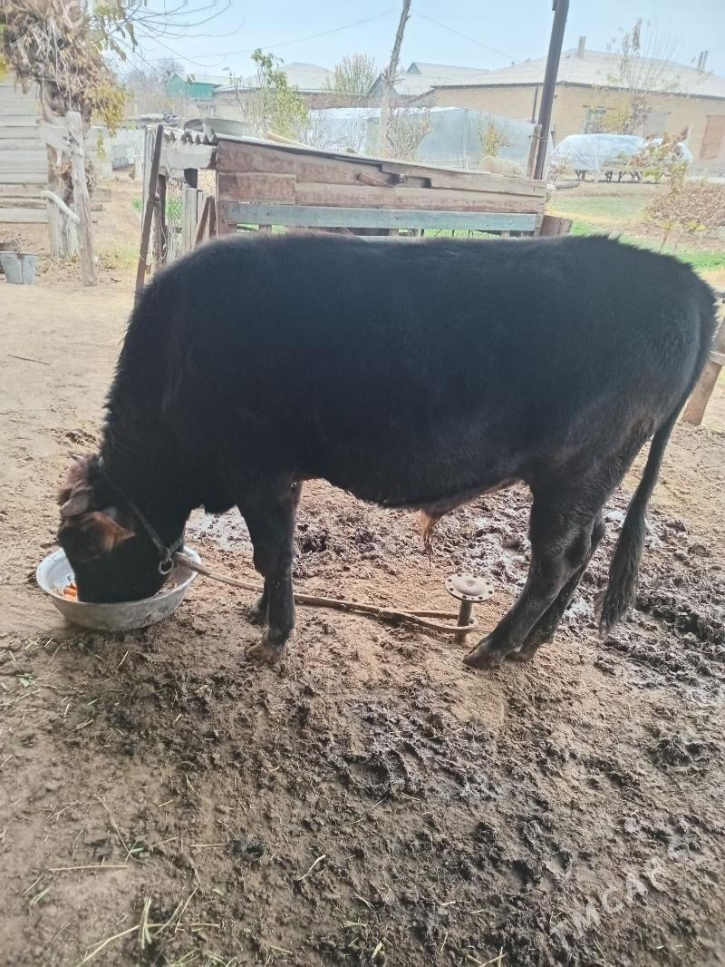 Òkiz - Сакарчага - img 2