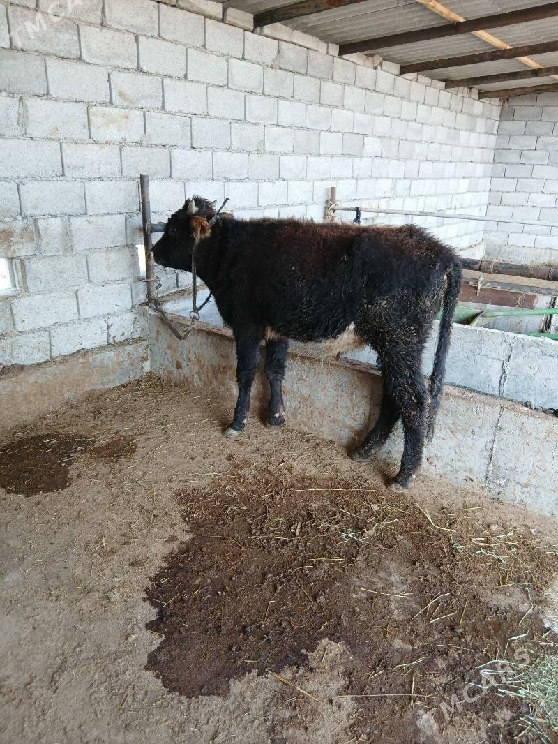 okuz - Babadaýhan - img 2