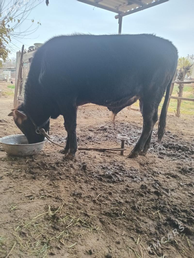 Òkiz - Sakarçäge - img 1