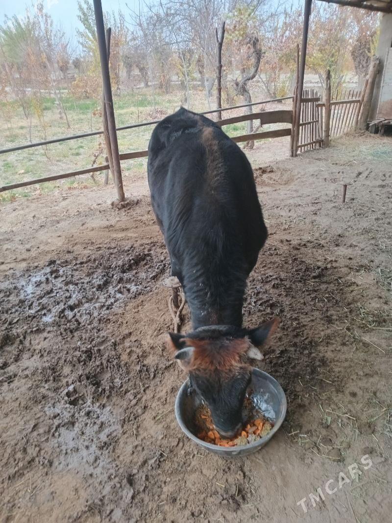 Òkiz - Сакарчага - img 5