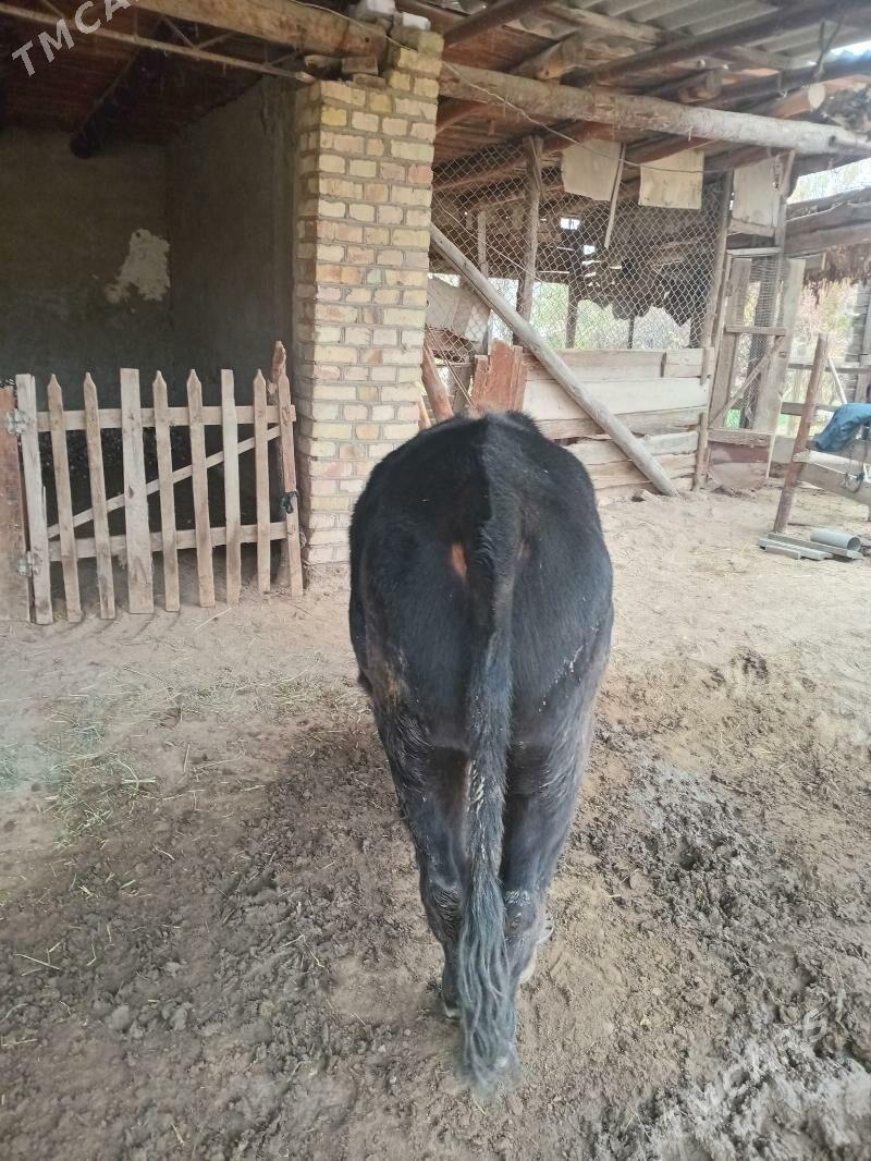 Òkiz - Сакарчага - img 3