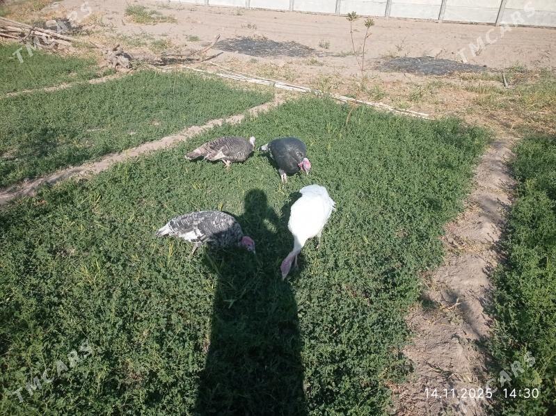 induk - Mary - img 2