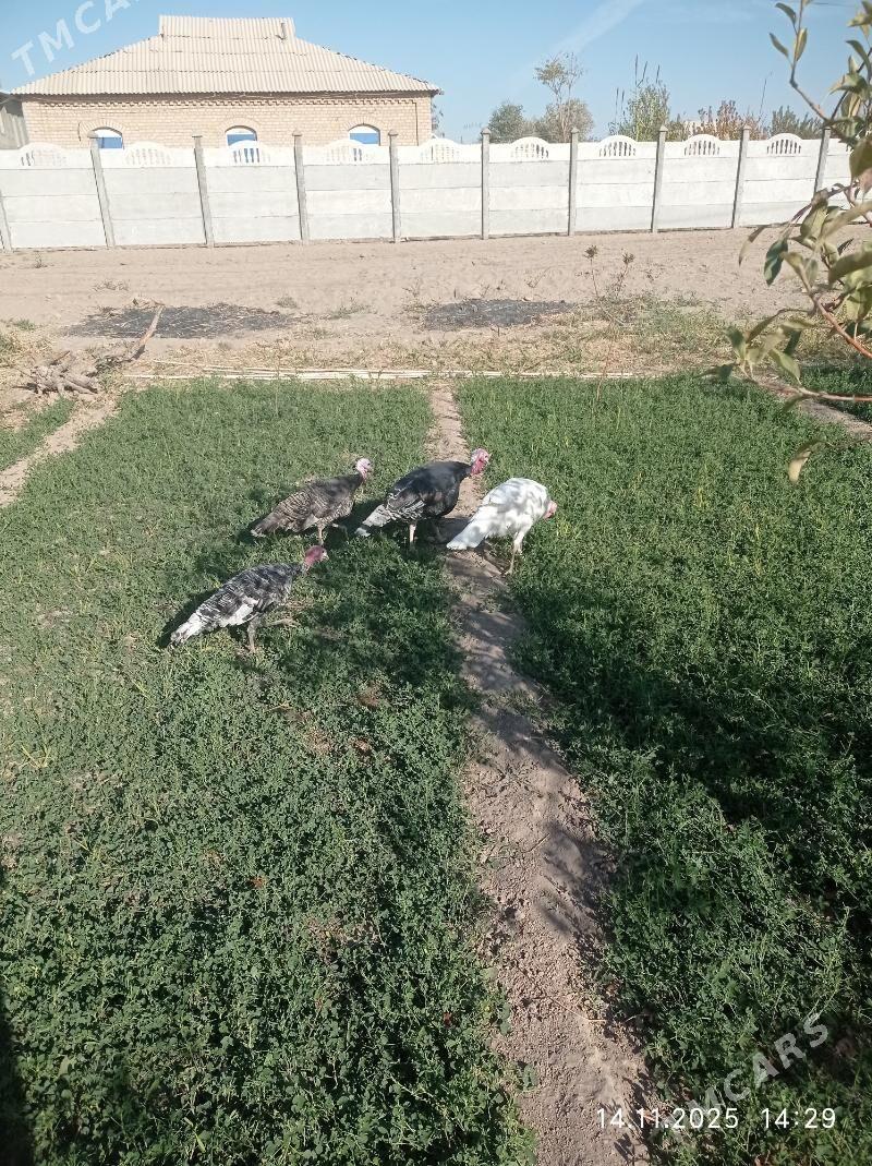 induk - Мары - img 1