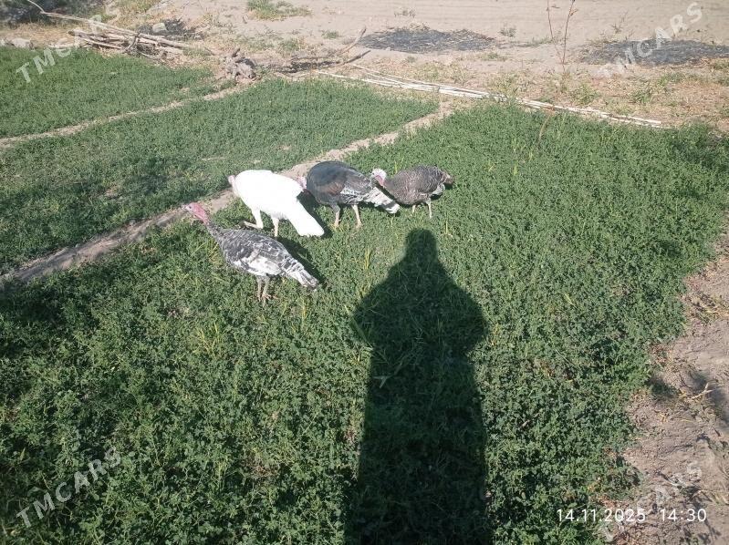 induk - Mary - img 3