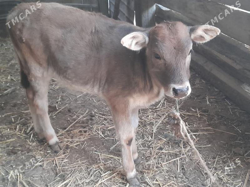 goleli sygyr - Gyzylarbat - img 2