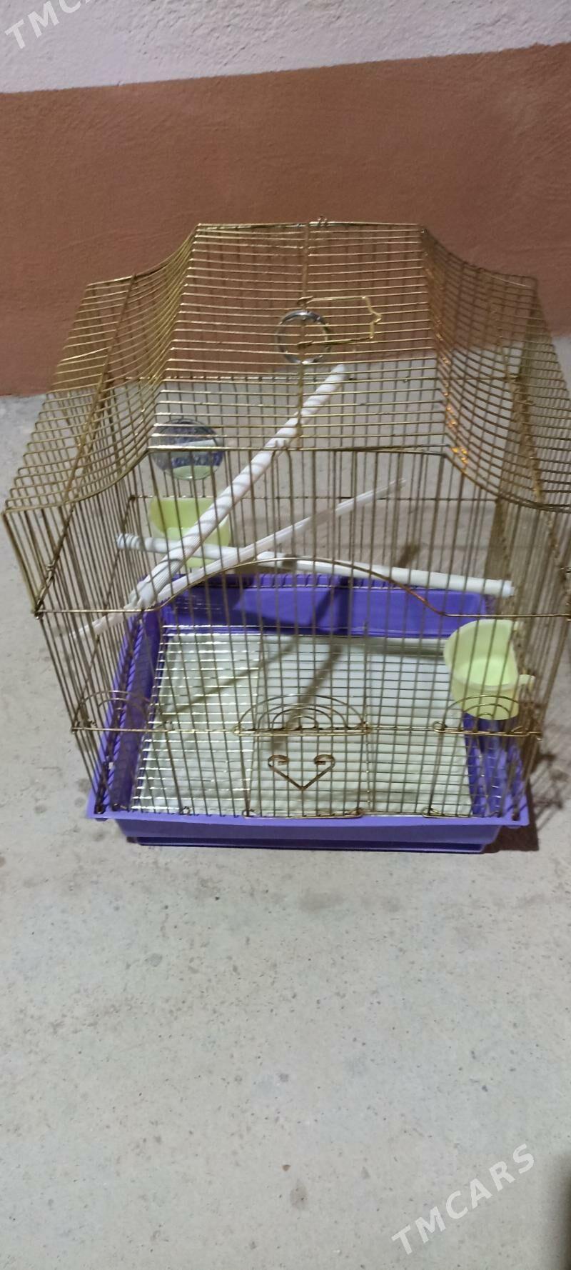 Guş kletka - Gyzylarbat - img 3