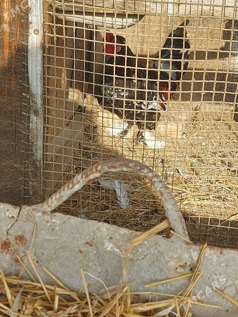 Karlik - Farap - img 2