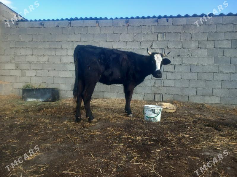 sygyr - Бахарден - img 5