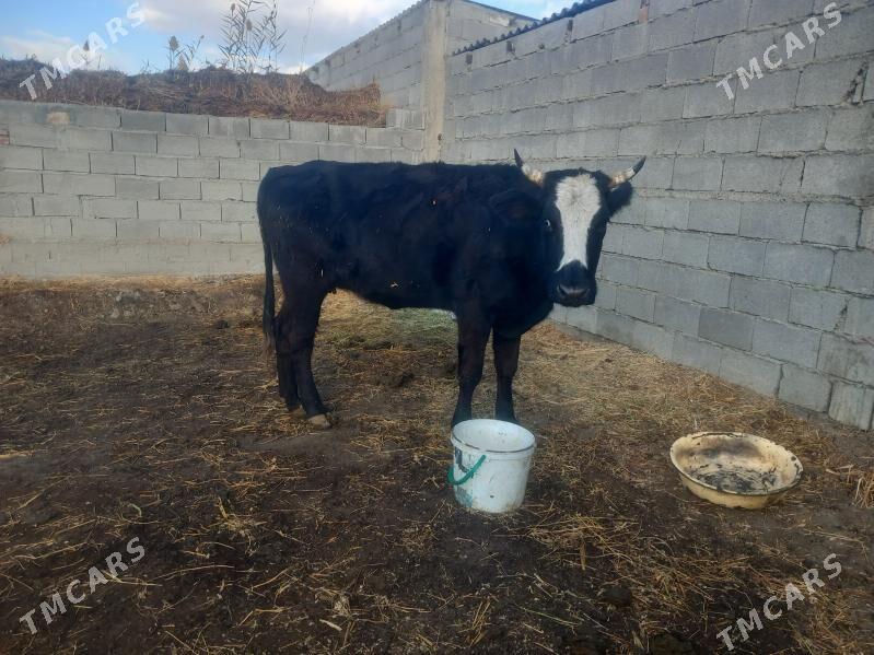 sygyr - Бахарден - img 3