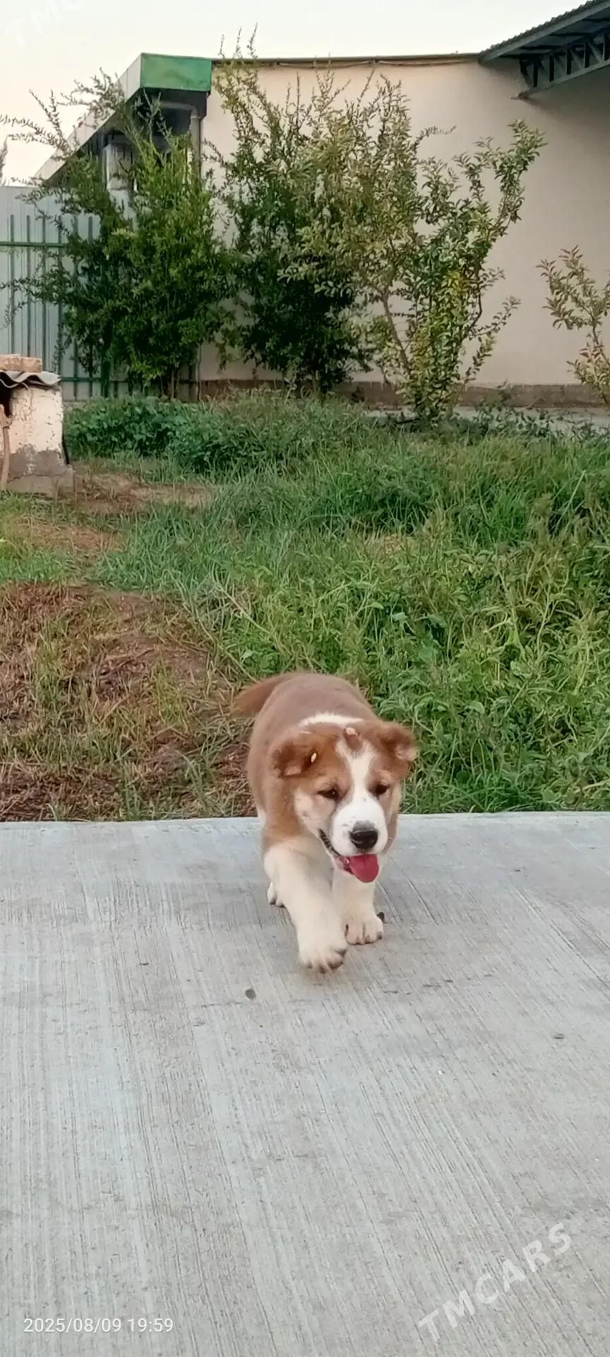 Masxa - Ашхабад - img 3