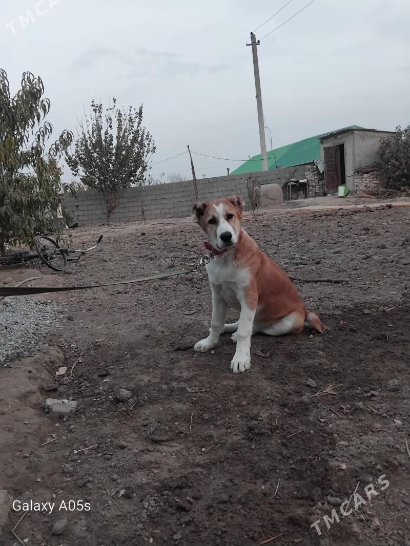 Masxa - Ашхабад - img 5