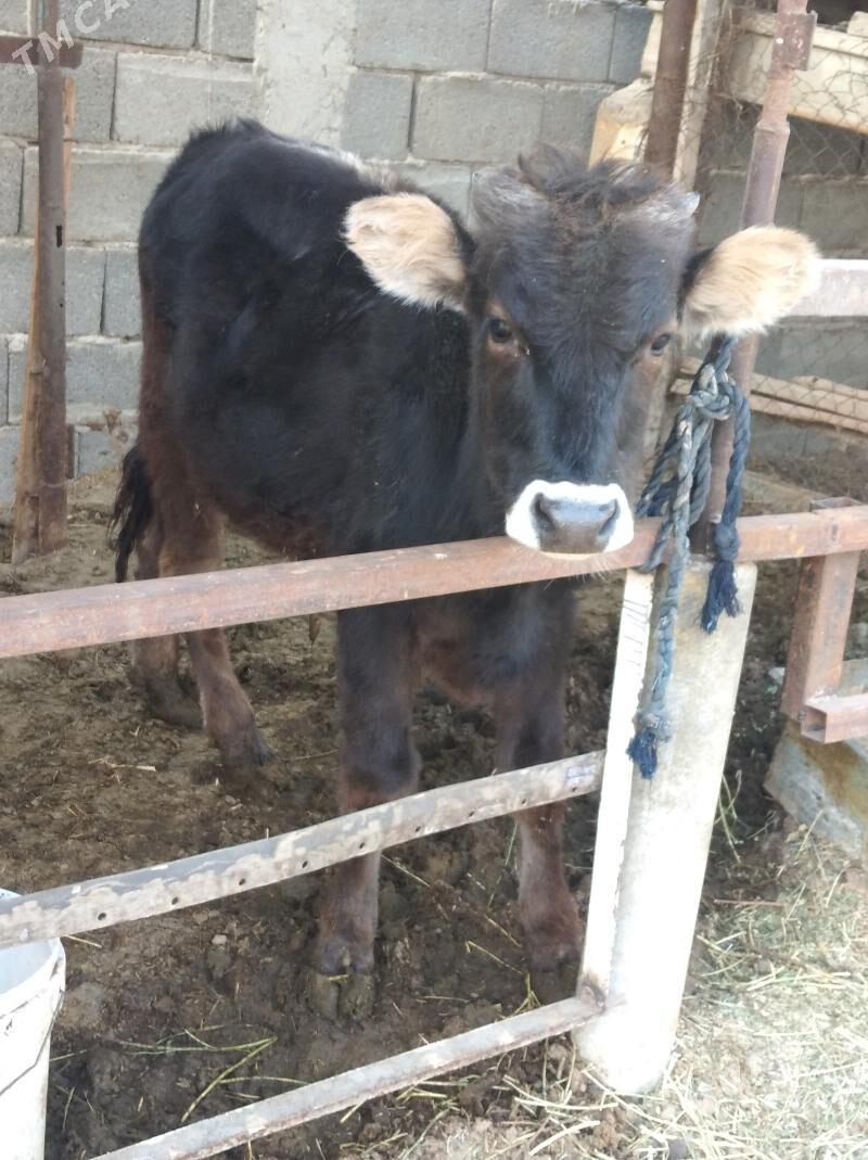 ökuz - Бузмеин - img 2