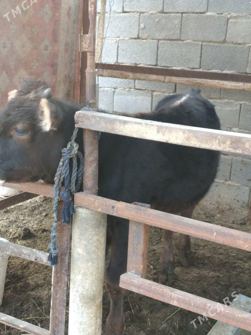 ökuz - Бузмеин - img 3