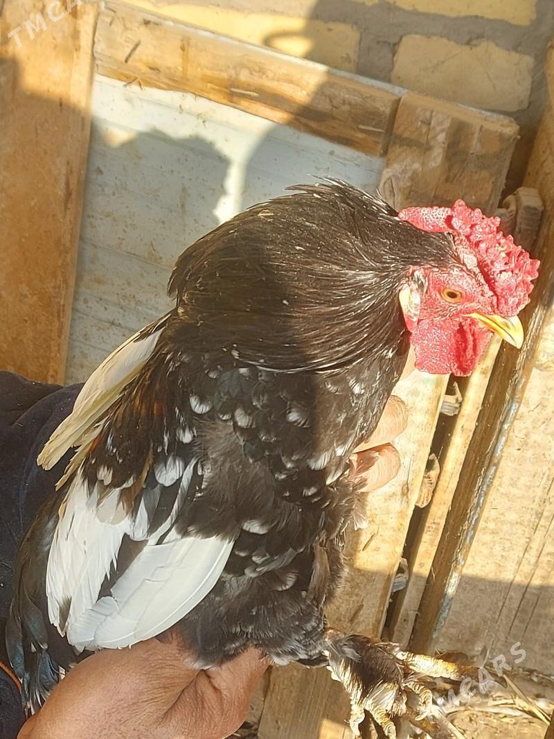 Karlik - Farap - img 5