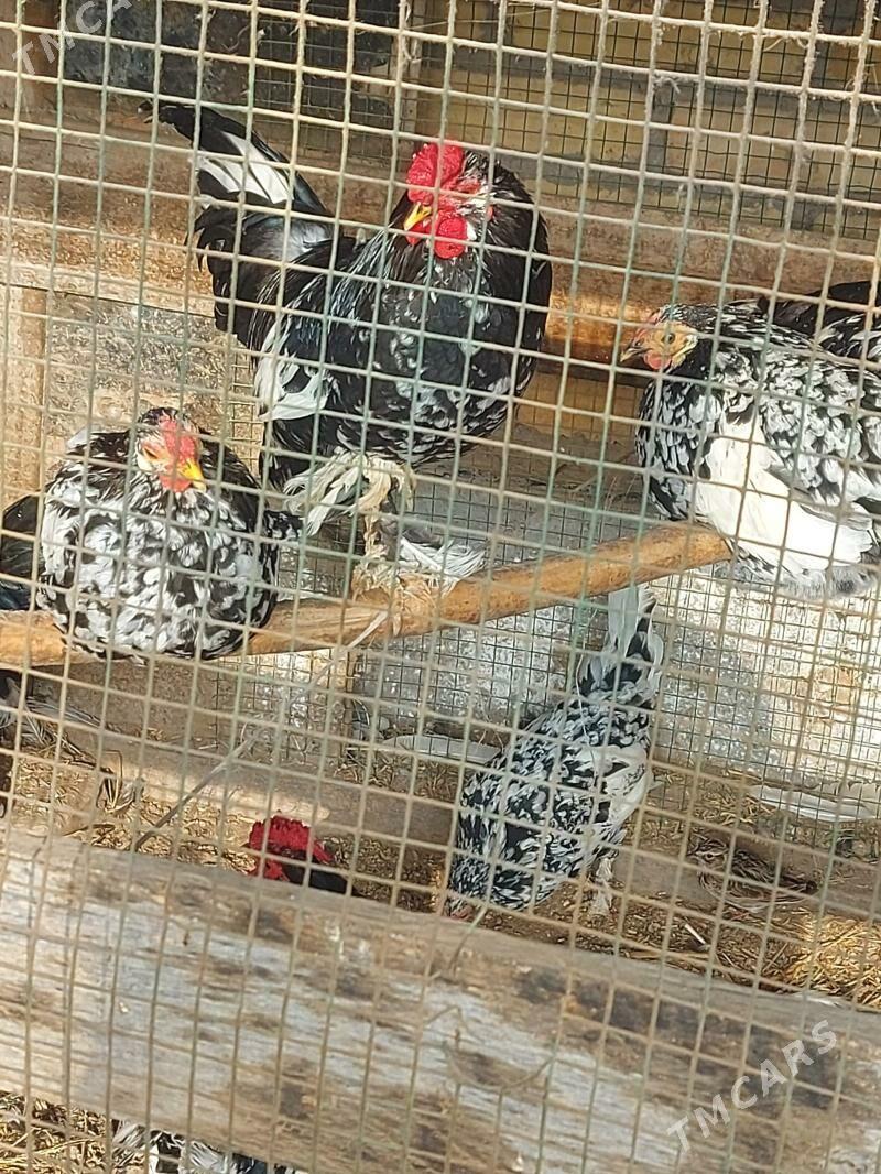 Karlik - Farap - img 3