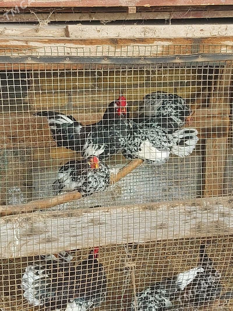 Karlik - Farap - img 4