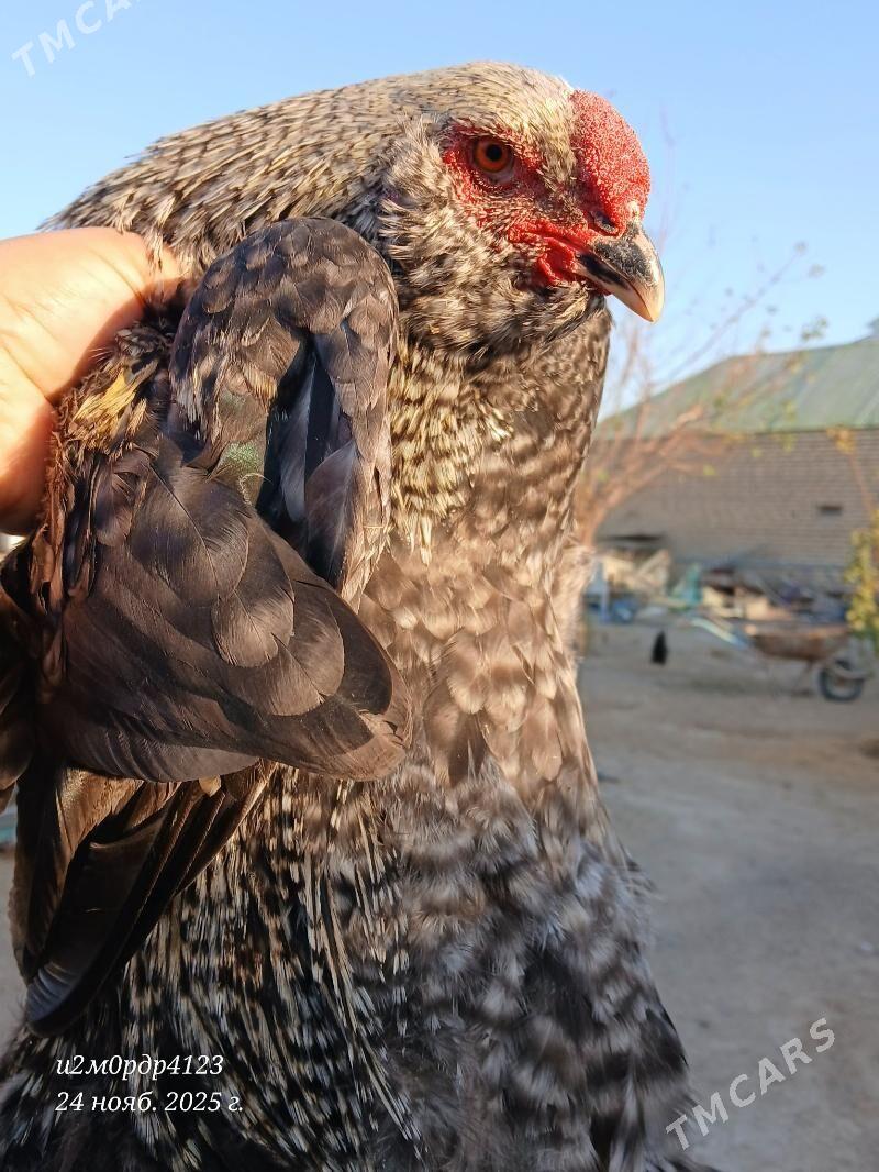 brama towuk - Чоганлы - img 1