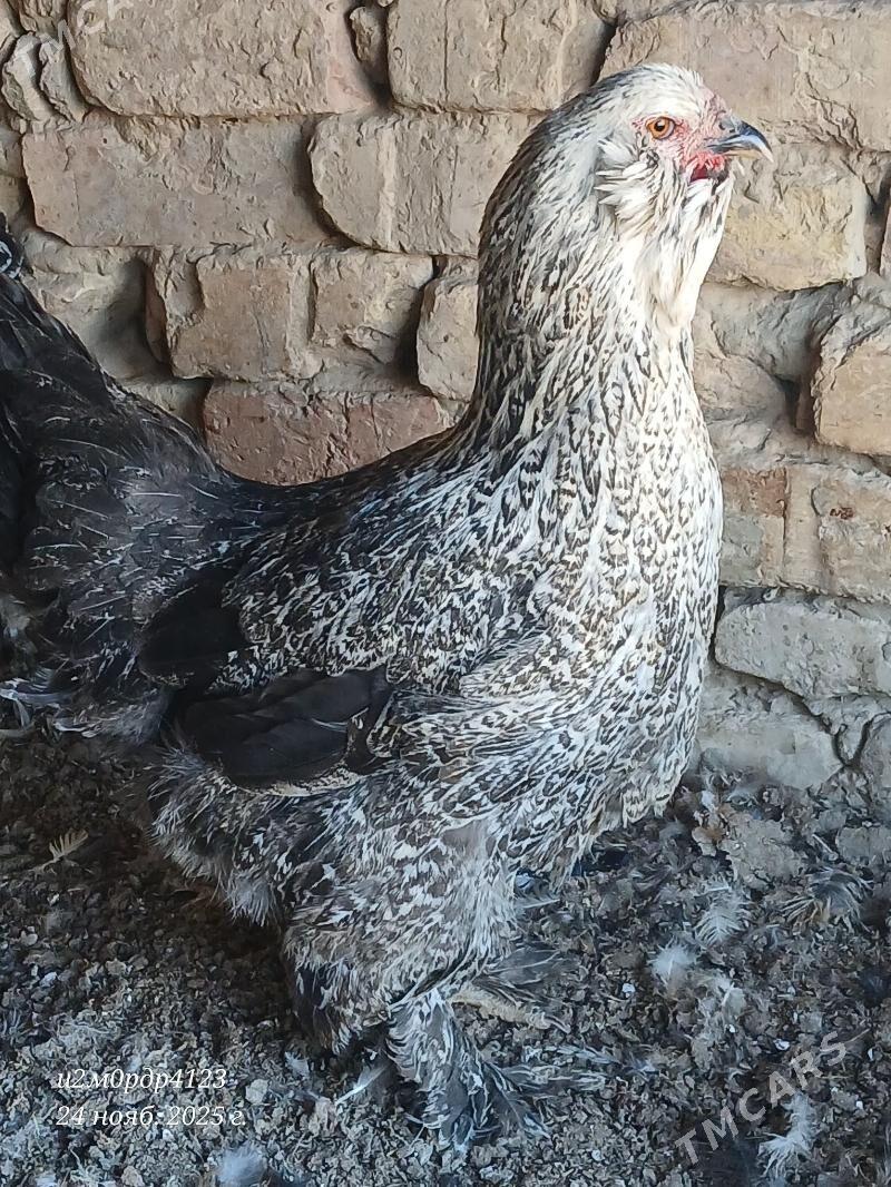 brama towuk - Чоганлы - img 8