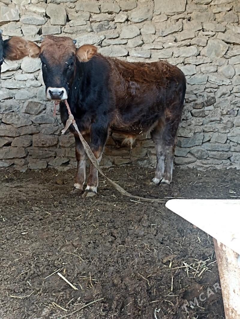 okiz - Bereket - img 2