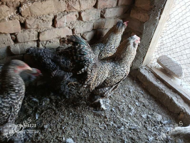 brama towuk - Чоганлы - img 3