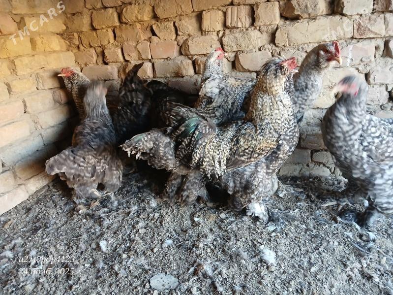 brama towuk - Чоганлы - img 4