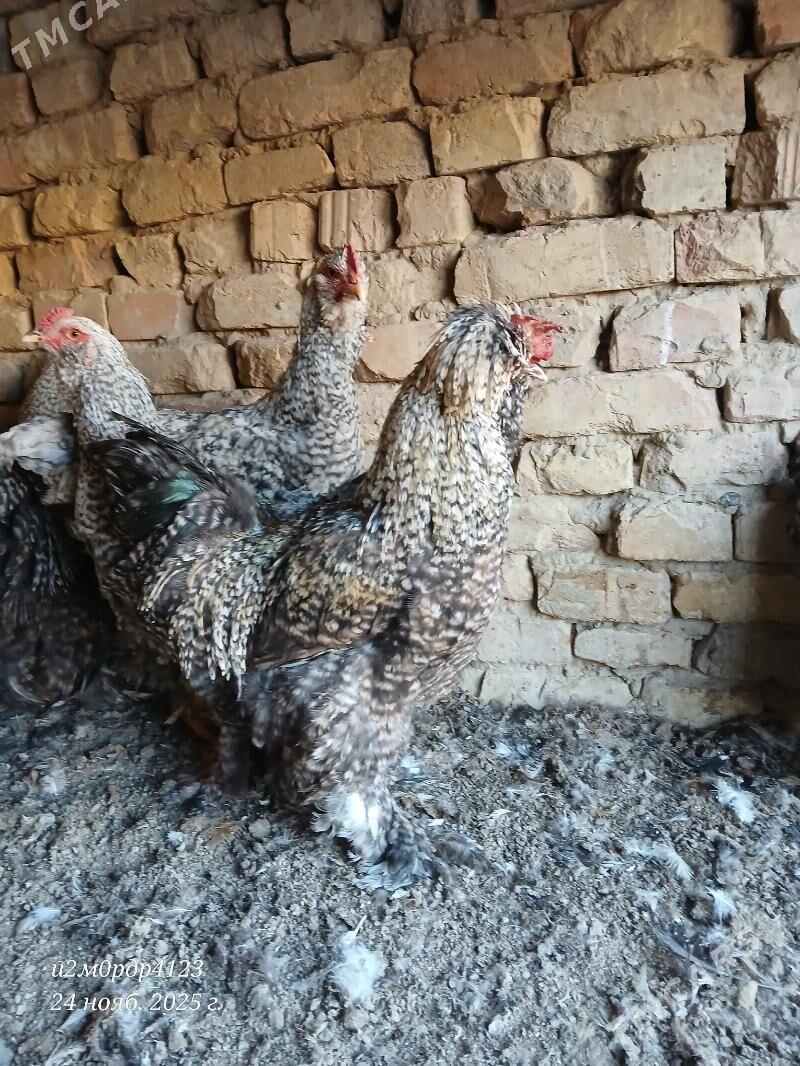 brama towuk - Чоганлы - img 5