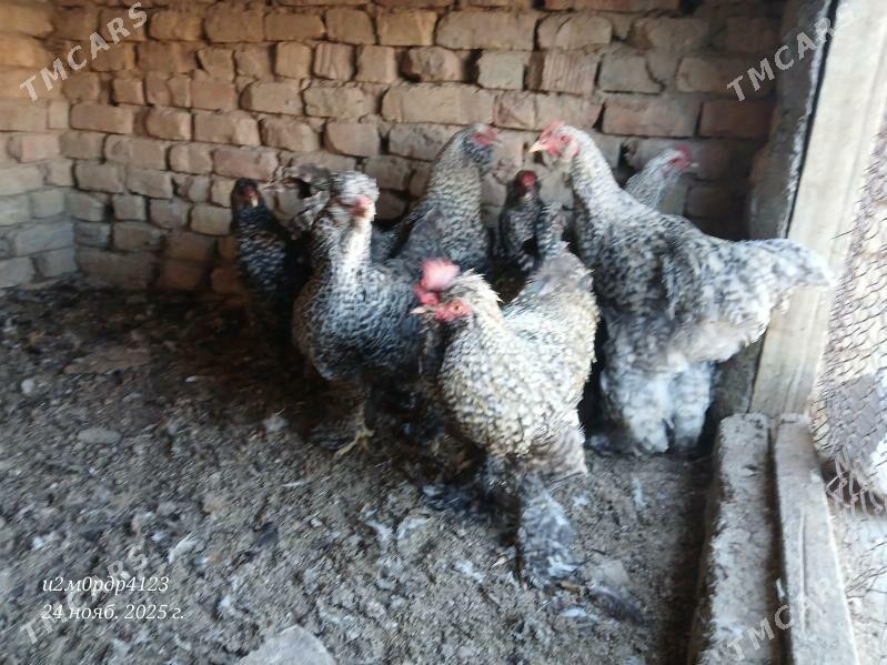 brama towuk - Чоганлы - img 2