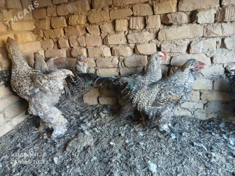 brama towuk - Чоганлы - img 6