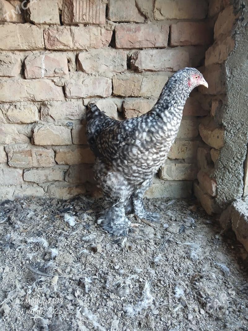 brama towuk - Чоганлы - img 7