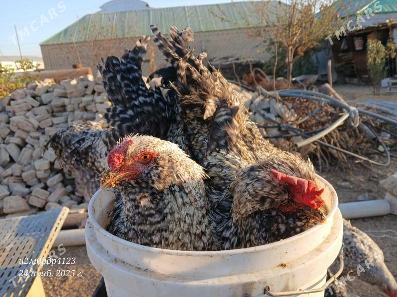 brama towuk - Чоганлы - img 9