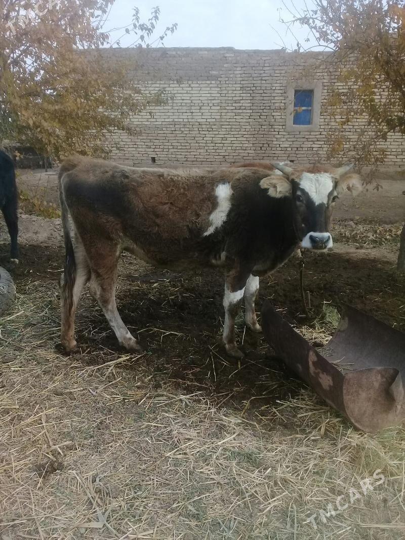 uly goleli sygyr - Babadaýhan - img 1