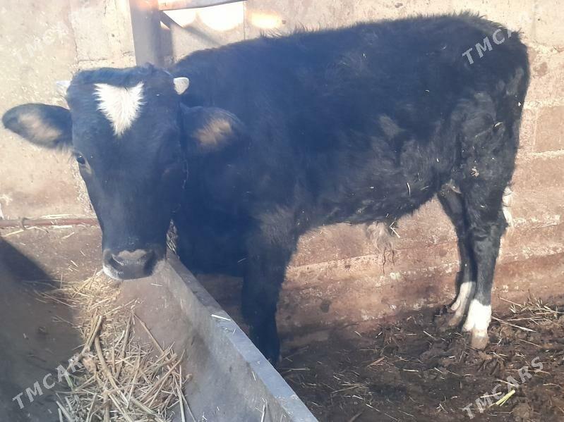 okuz - Гызыларбат - img 2