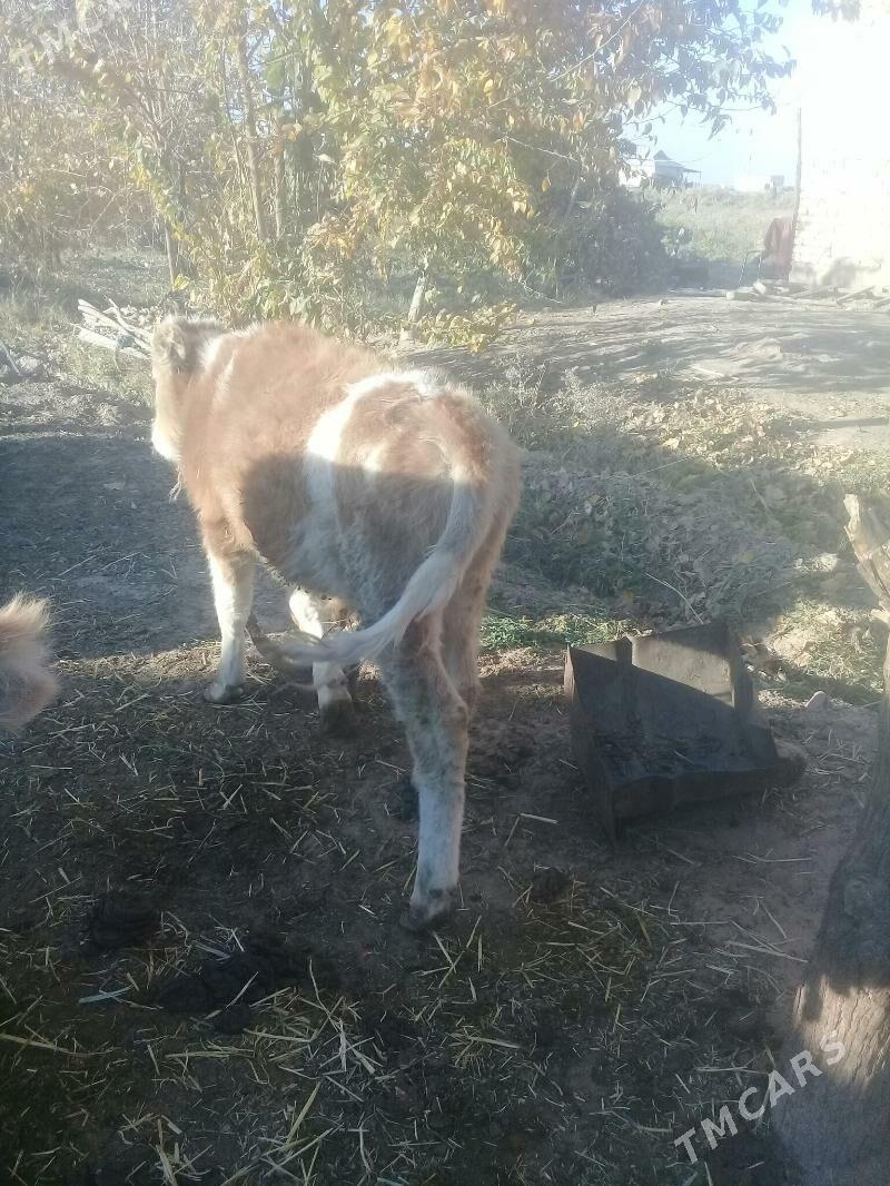 uly goleli sygyr - Babadaýhan - img 5