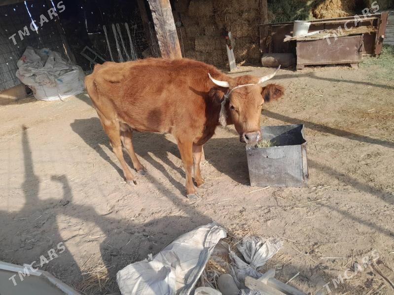 Tohum Mal Gyssagly - Яшлык - img 1