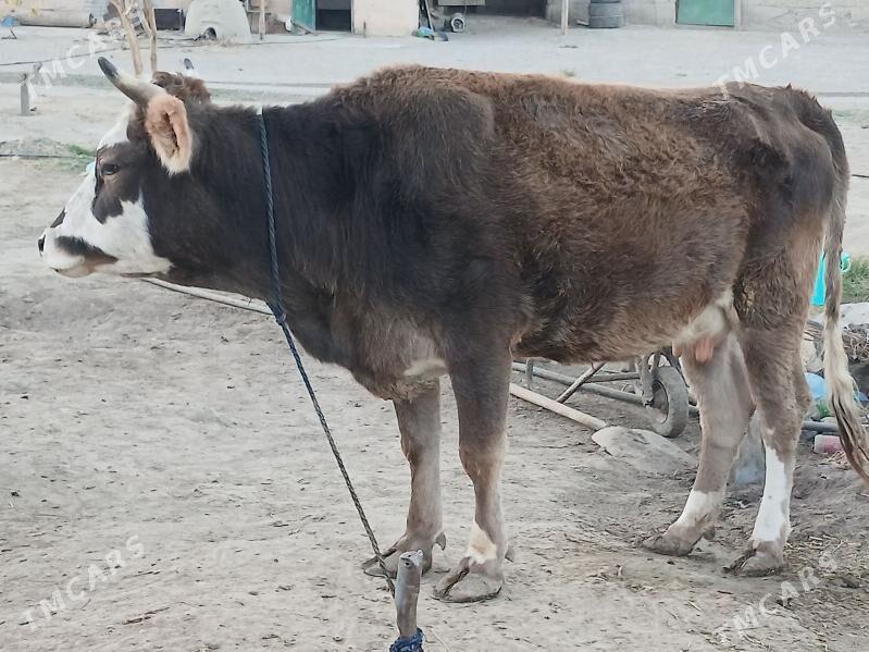 SYGYR. - Бахарден - img 2