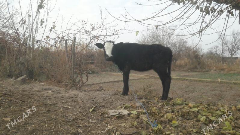 Höjek - Чарджоу - img 2