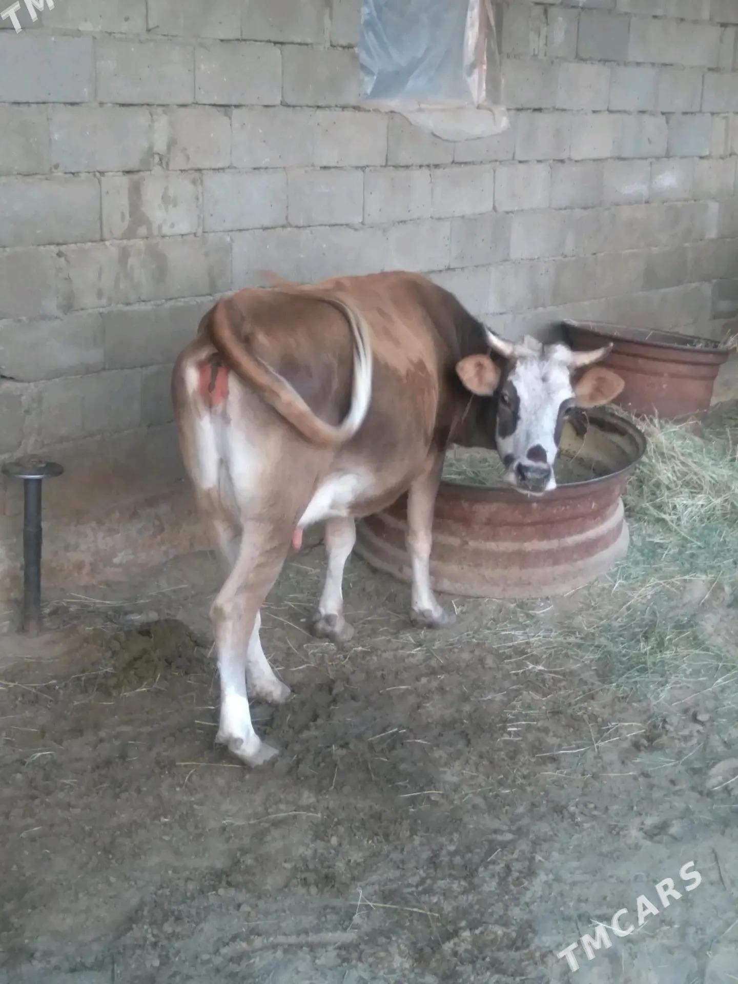 SYGYR. - Бахарден - img 3