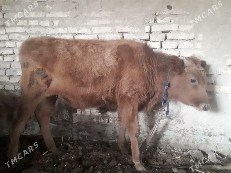 Okuzceler - Векильбазар - img 4