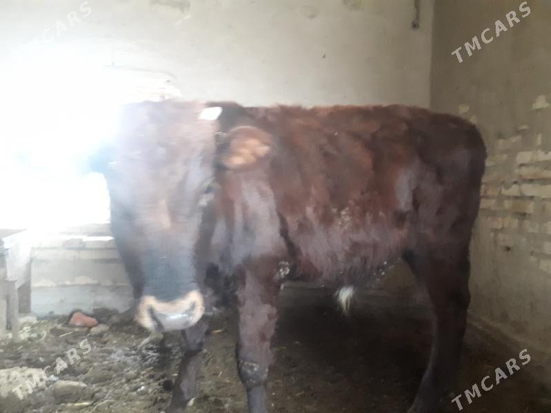 Okuzceler - Векильбазар - img 1