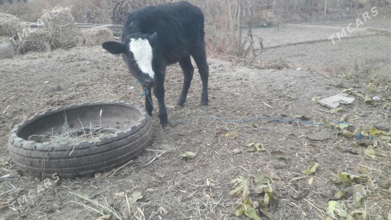 Höjek - Чарджоу - img 3