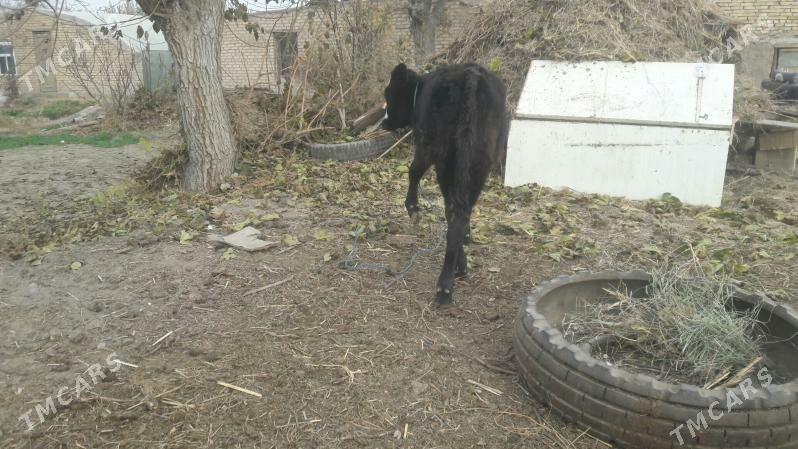 Höjek - Чарджоу - img 4