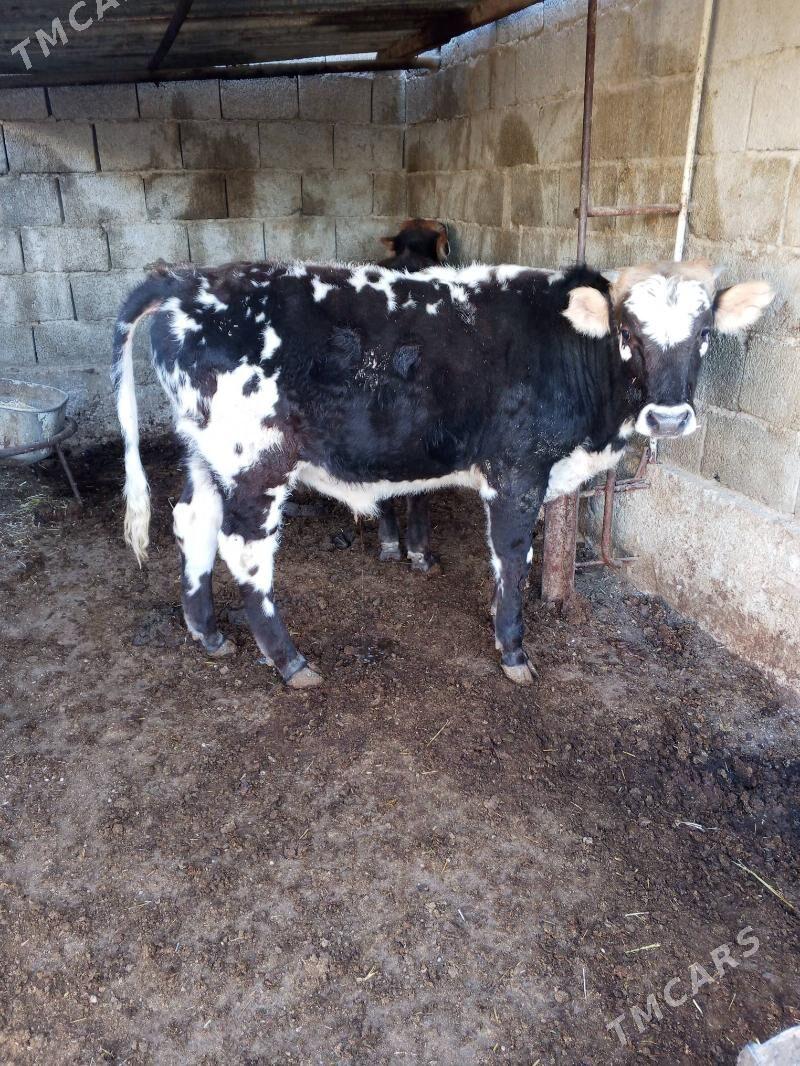 okuz - Balkanabat - img 2